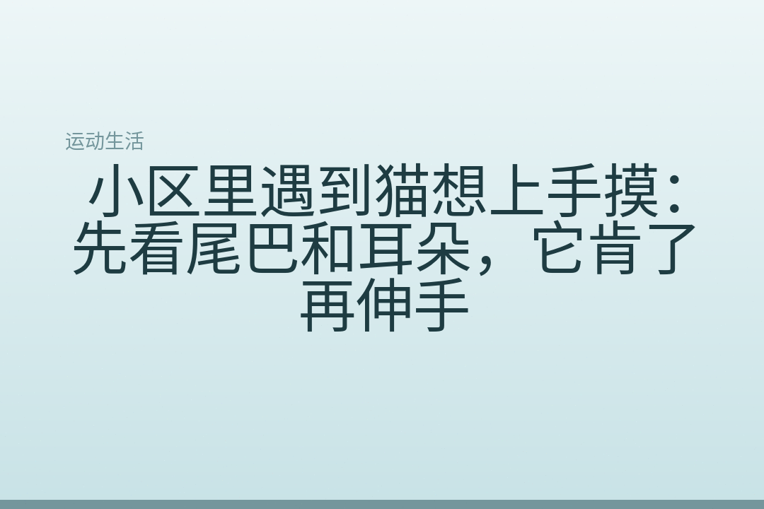 小区里遇到猫想上手摸：先看尾巴和耳朵，它肯了再伸手